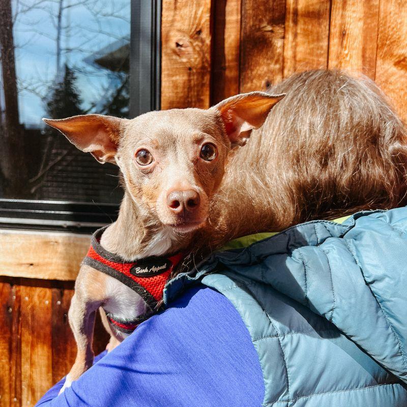 Enlarge Lady, a ADOPTABLE mixed breed in Jackson, WY image 4/4