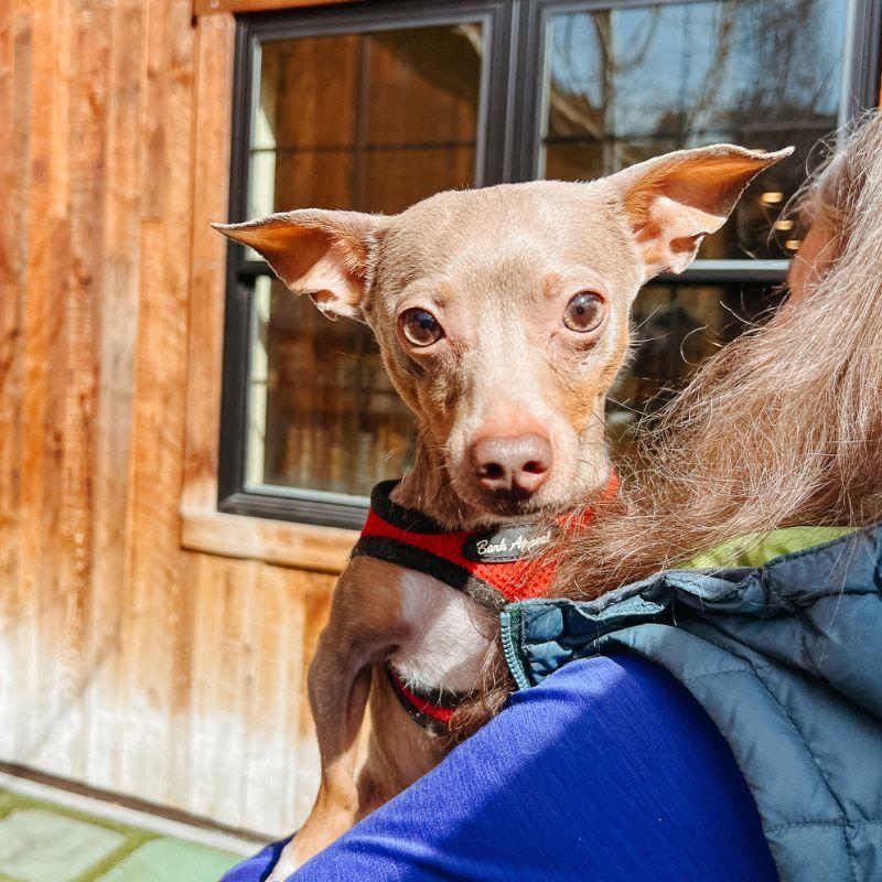 Lady, ADOPTABLE, Adult Female Chihuahua.