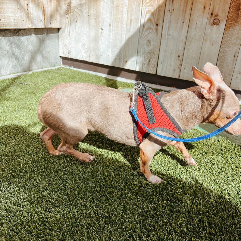 Enlarge Lady, a ADOPTABLE mixed breed in Jackson, WY image 2/4