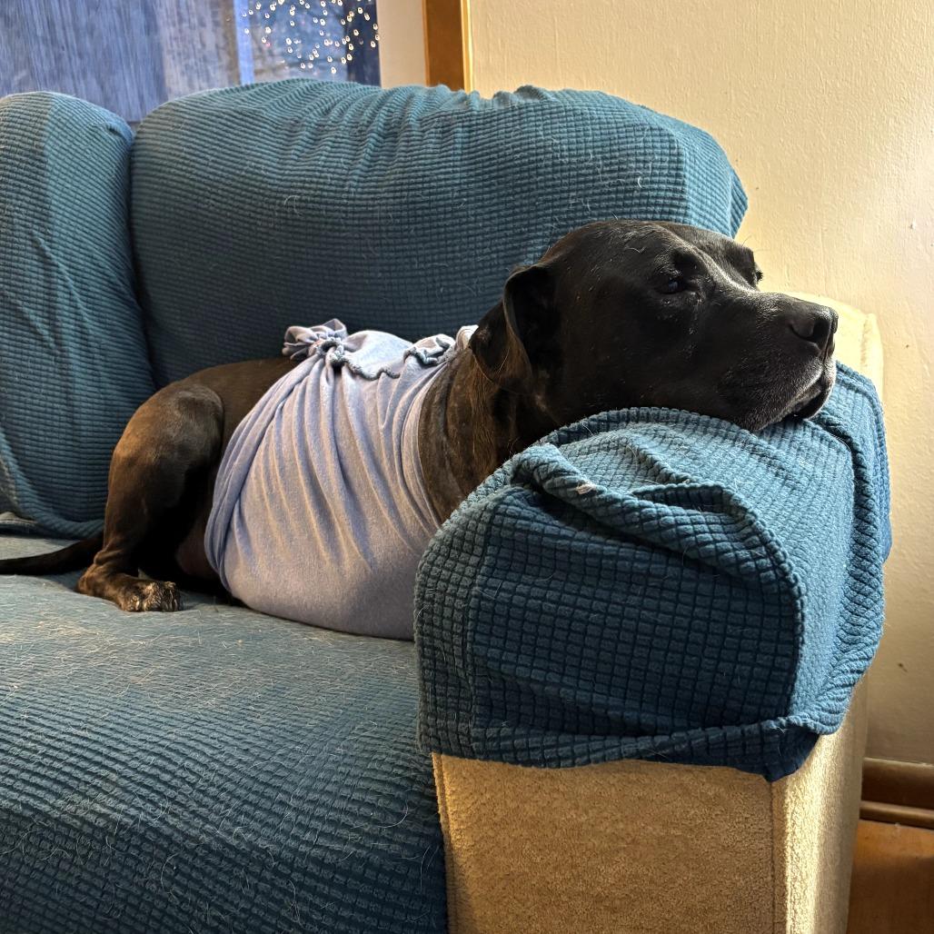 Poe, Adoptable, Senior Male Pit Bull Terrier.