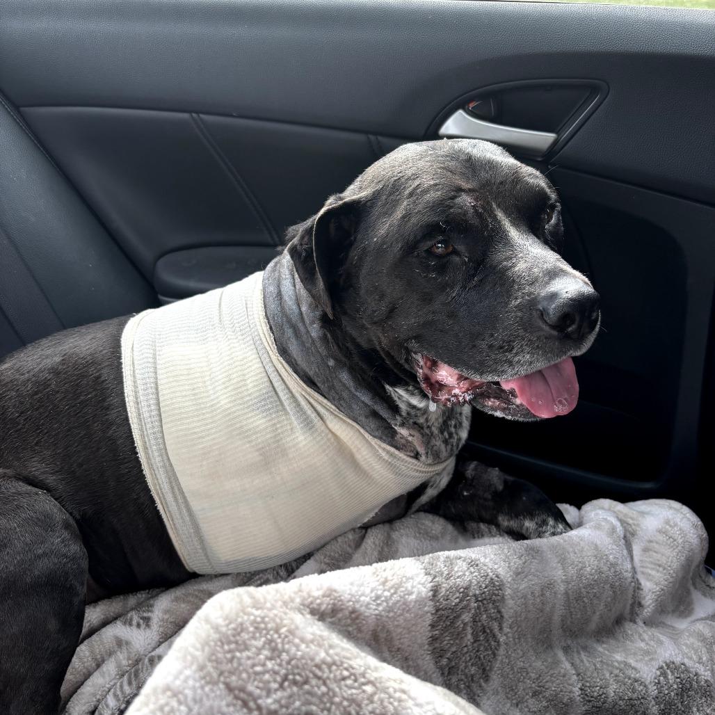 Enlarge Poe, a Adoptable Pit Bull Terrier in Spring Hill, KS image 2/4