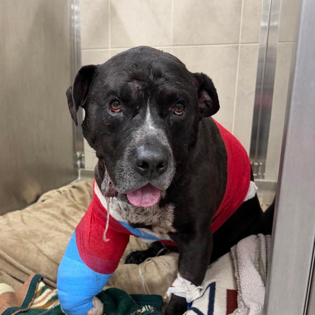 Enlarge Poe, a Adoptable Pit Bull Terrier in Spring Hill, KS image 3/4