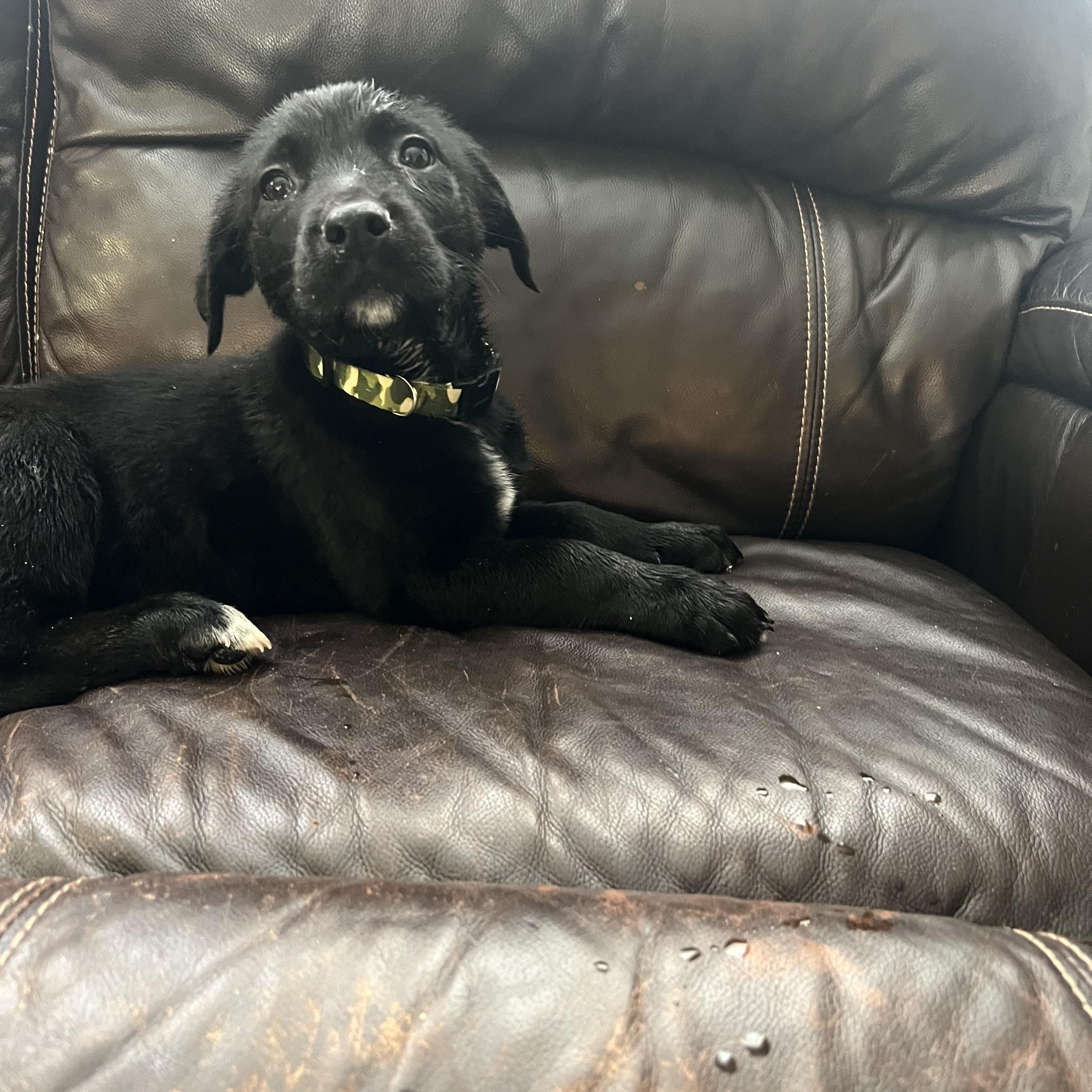 Dumplin, adopted, Puppy Male Labrador Retriever.