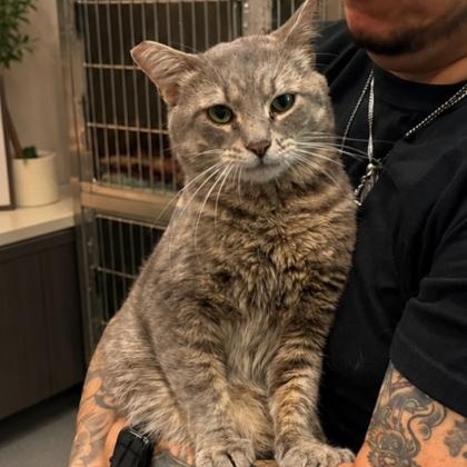 Coletrane, ADOPTABLE, Adult Male Domestic Short Hair.