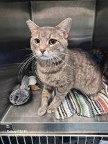 Enlarge Coletrane, a ADOPTABLE Domestic Short Hair in Joliet, IL image 2/2