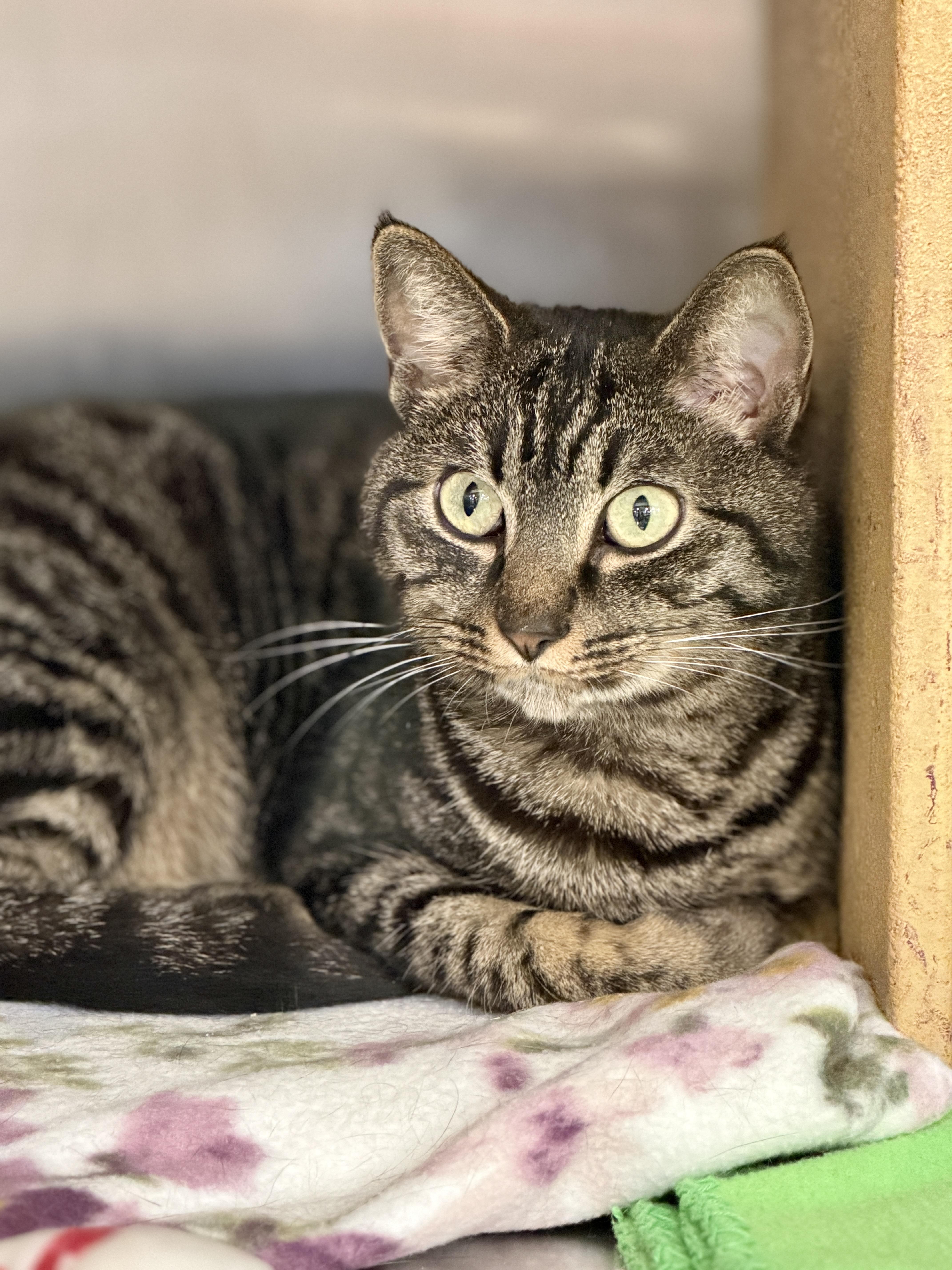 Enlarge Edison (female), an adopted Domestic Short Hair in Mission Viejo, CA image 2/2