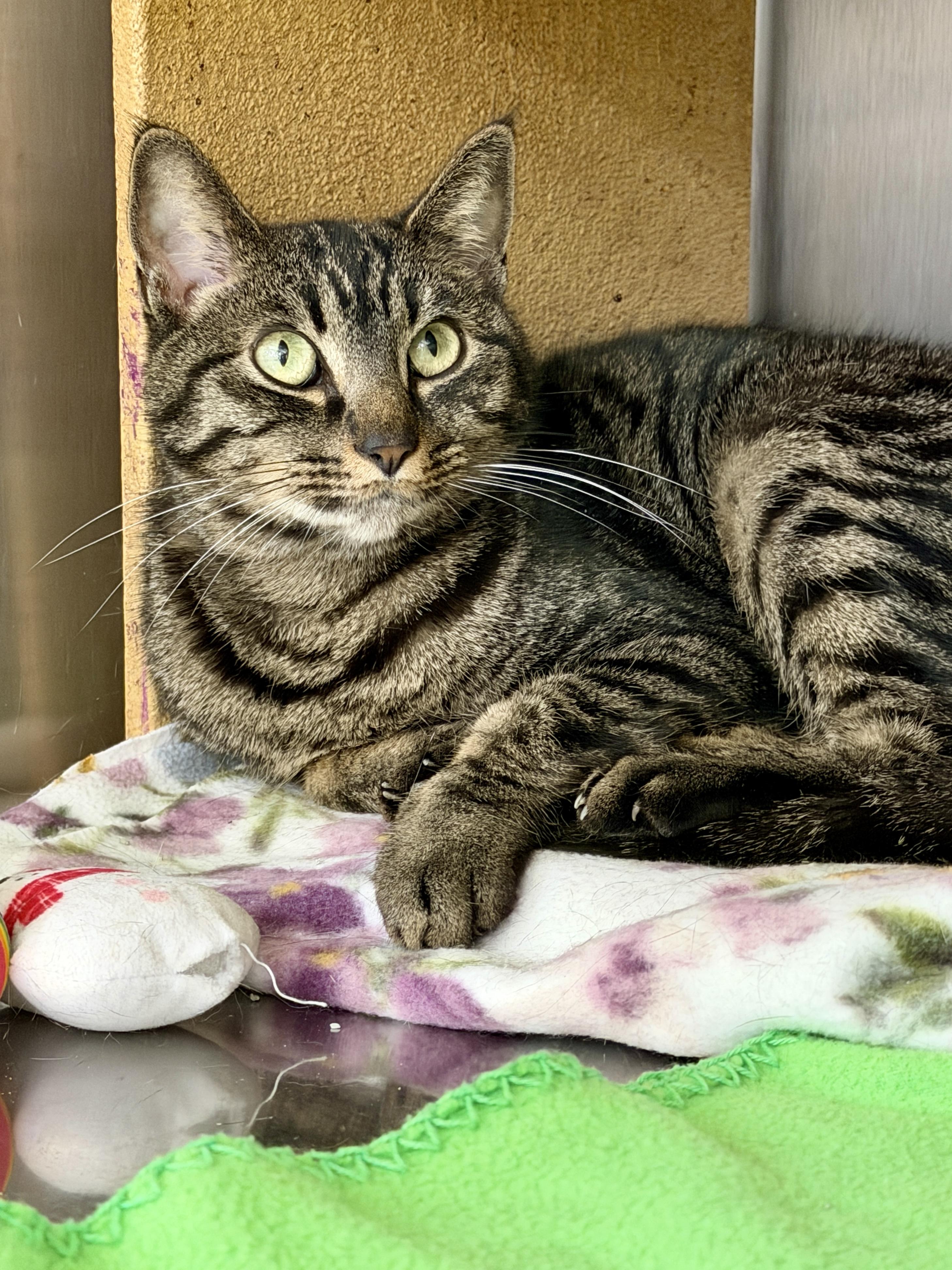 Enlarge Edison (female), an adopted Domestic Short Hair in Mission Viejo, CA image 1/2