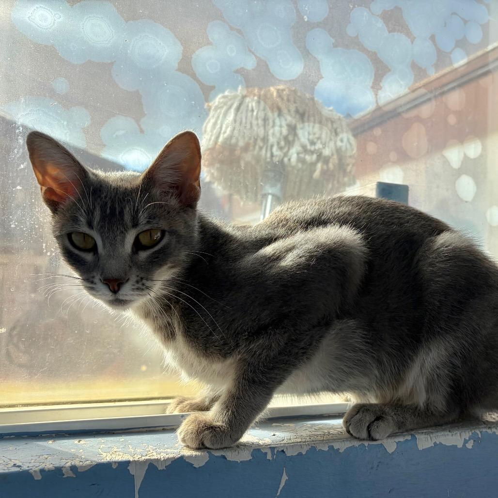 Enlarge Celia Cruz, a Adoptable Domestic Short Hair in San Pablo, CA image 1/6