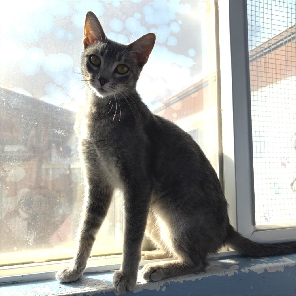 Enlarge Celia Cruz, a Adoptable Domestic Short Hair in San Pablo, CA image 2/6
