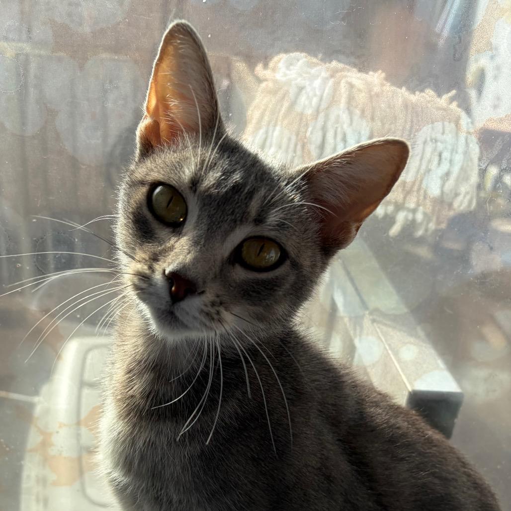 Enlarge Celia Cruz, a Adoptable Domestic Short Hair in San Pablo, CA image 3/6
