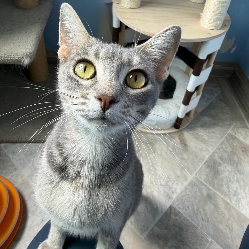 Enlarge Celia Cruz, a Adoptable Domestic Short Hair in San Pablo, CA image 4/6