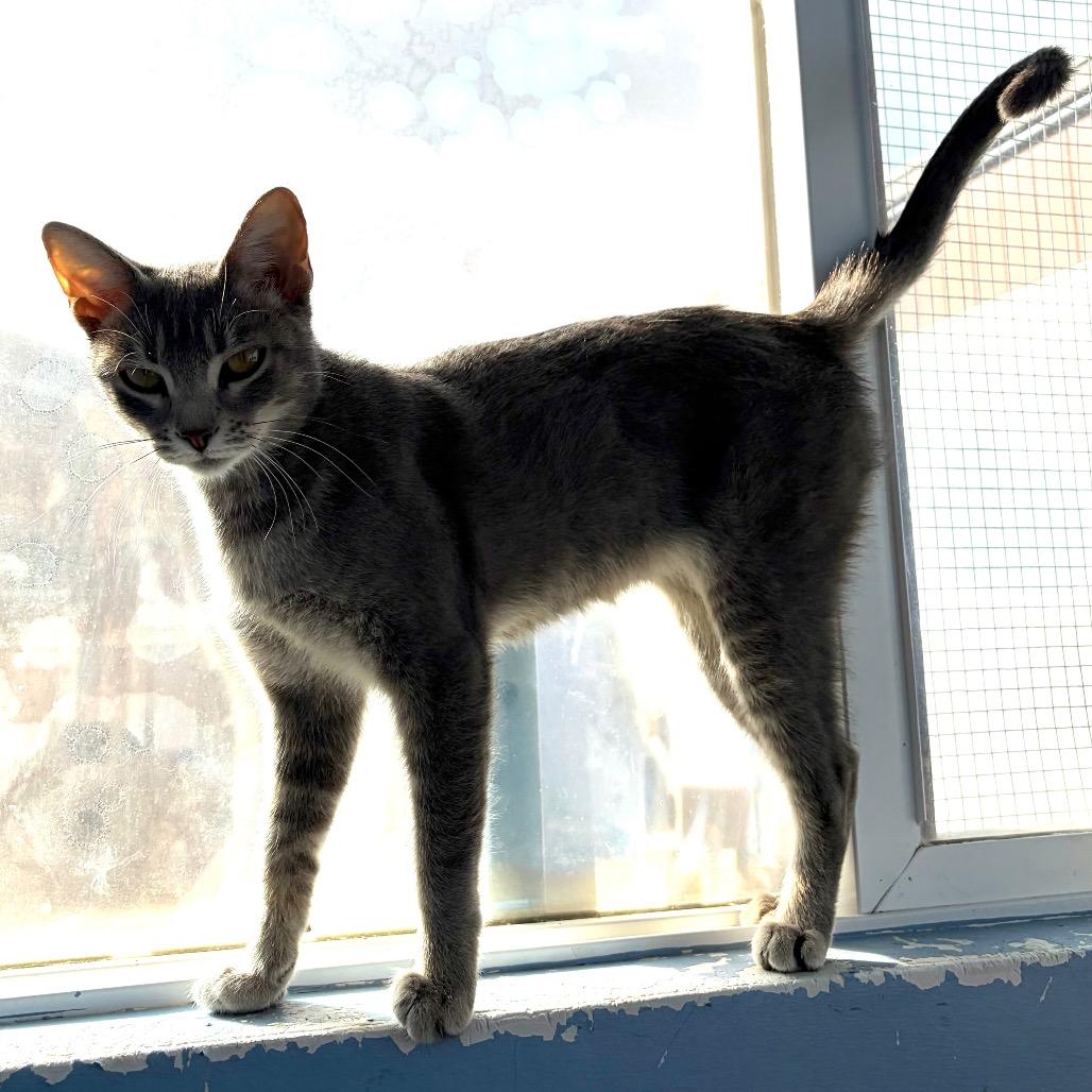 Enlarge Celia Cruz, a Adoptable Domestic Short Hair in San Pablo, CA image 5/6