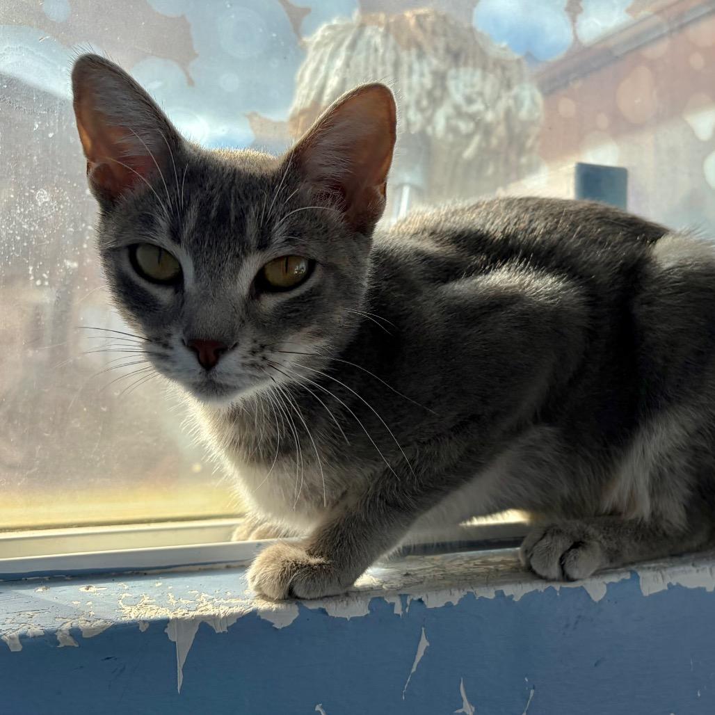Enlarge Celia Cruz, a Adoptable Domestic Short Hair in San Pablo, CA image 6/6