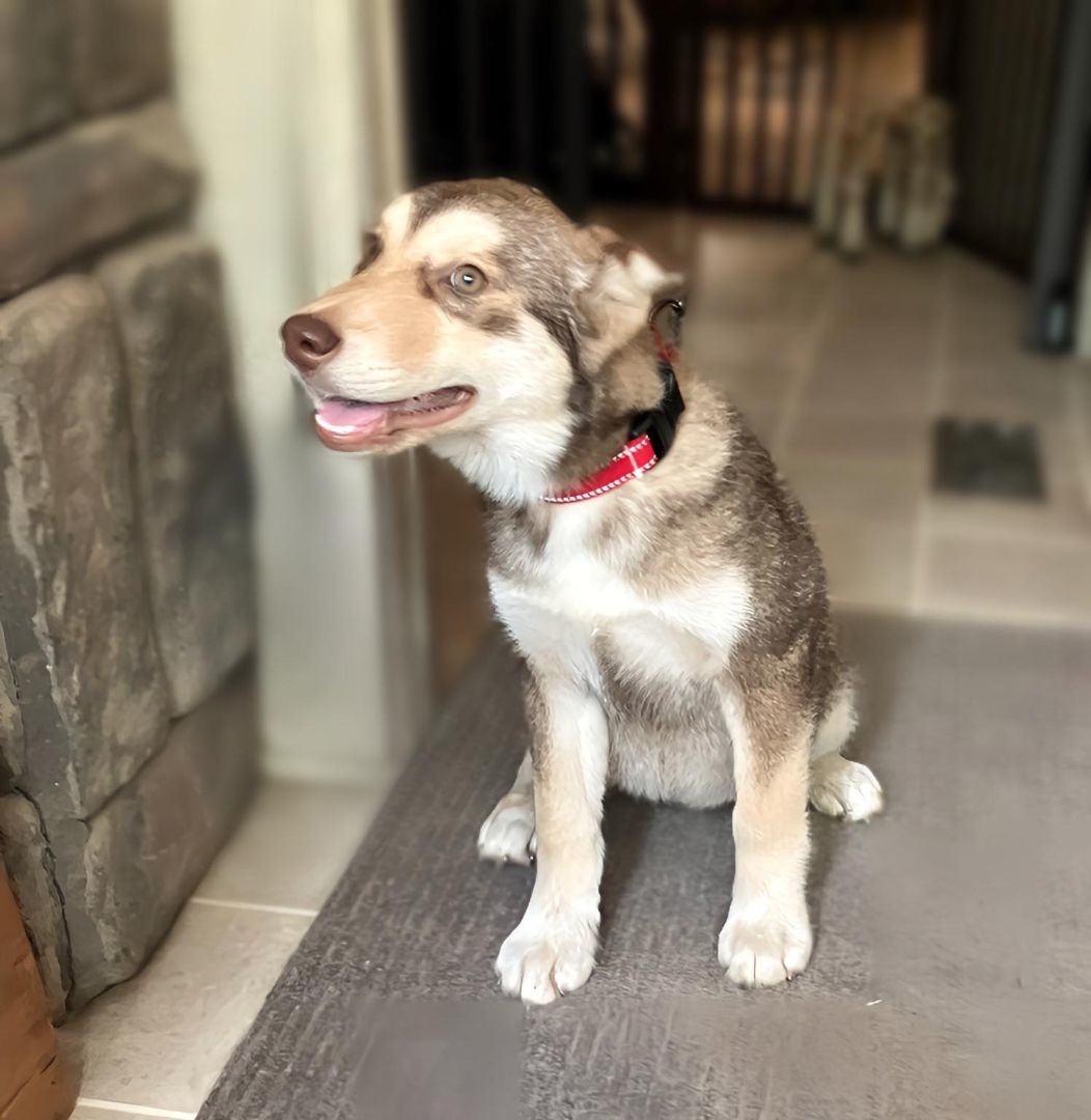 Ares, Adopted, Puppy Male Husky & Alaskan Malamute.