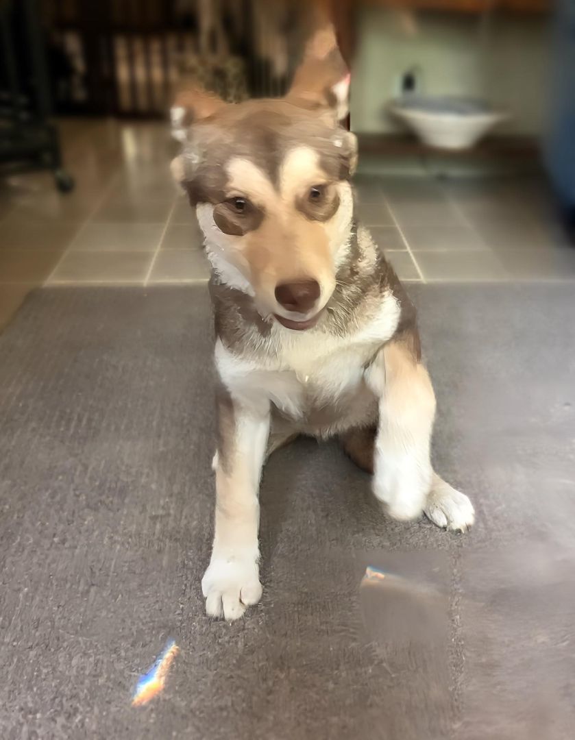 Ares, a Adopted mixed breed in St. James, MO image 2/2