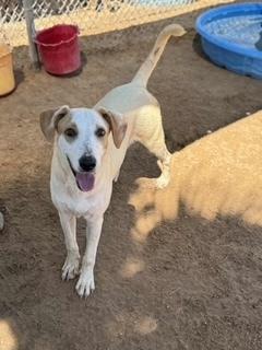 Enlarge Easton, a Adoptable mixed breed in Puerto Penasco, SON image 1/2