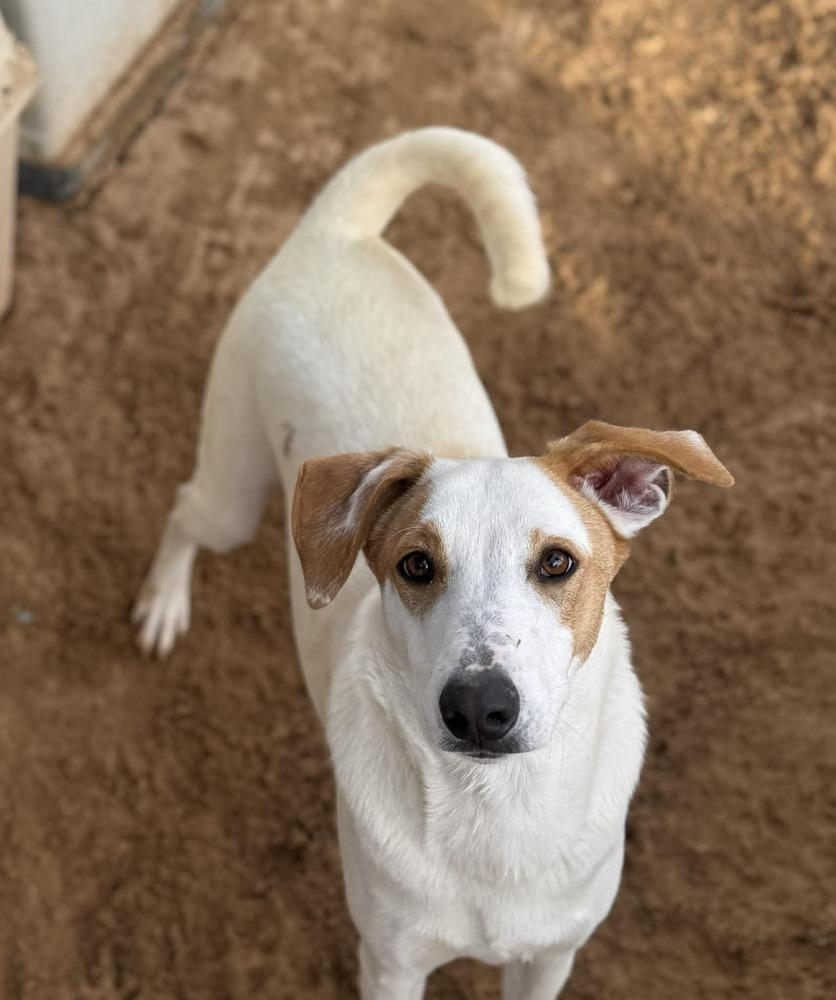 Enlarge Easton, a Adoptable mixed breed in Puerto Penasco, SON image 2/2