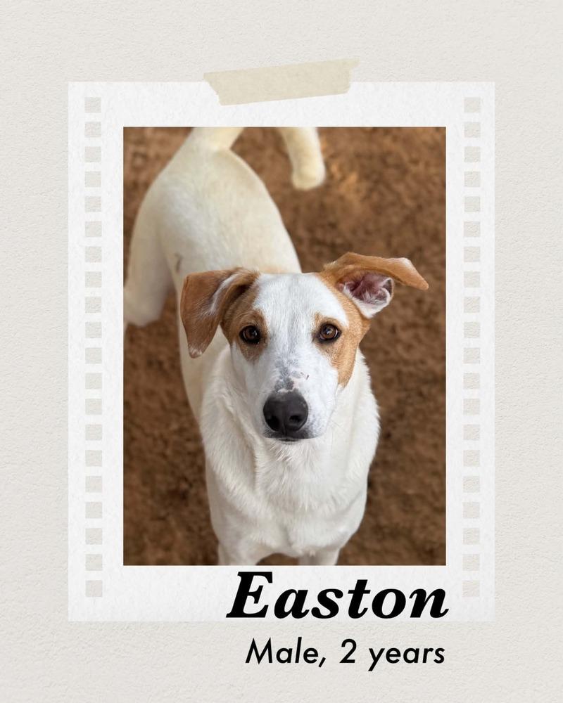 Enlarge Easton, a Adoptable mixed breed in Puerto Penasco, SON image 3/3