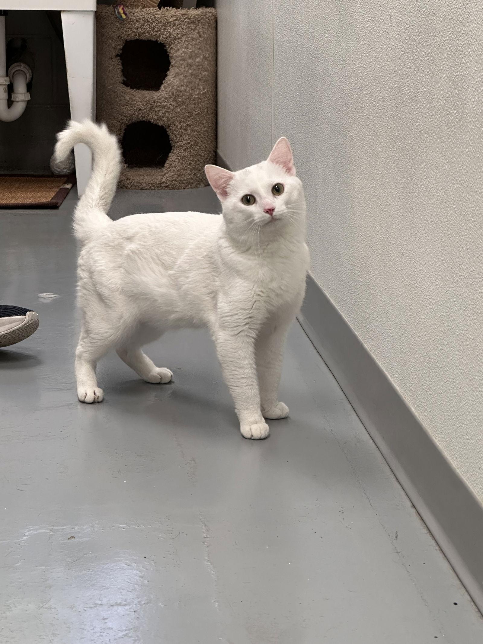 Chad, Adopted, Young Male Domestic Short Hair.