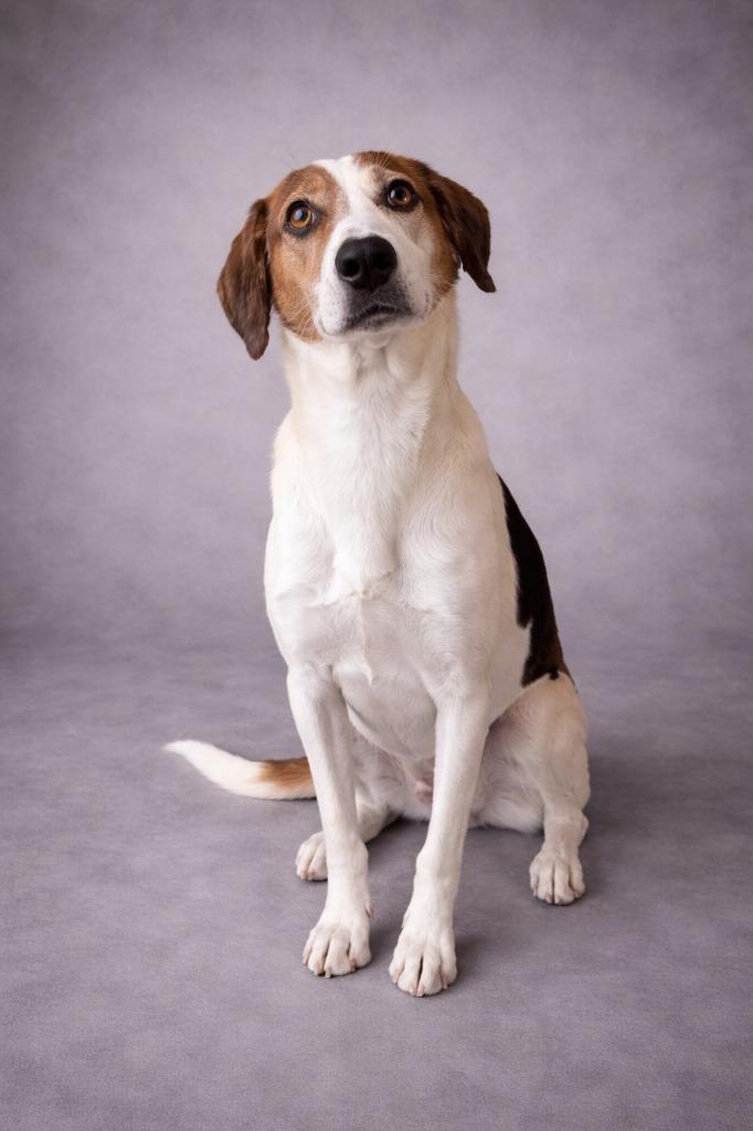Denver, Adoptable, Young Male Foxhound.