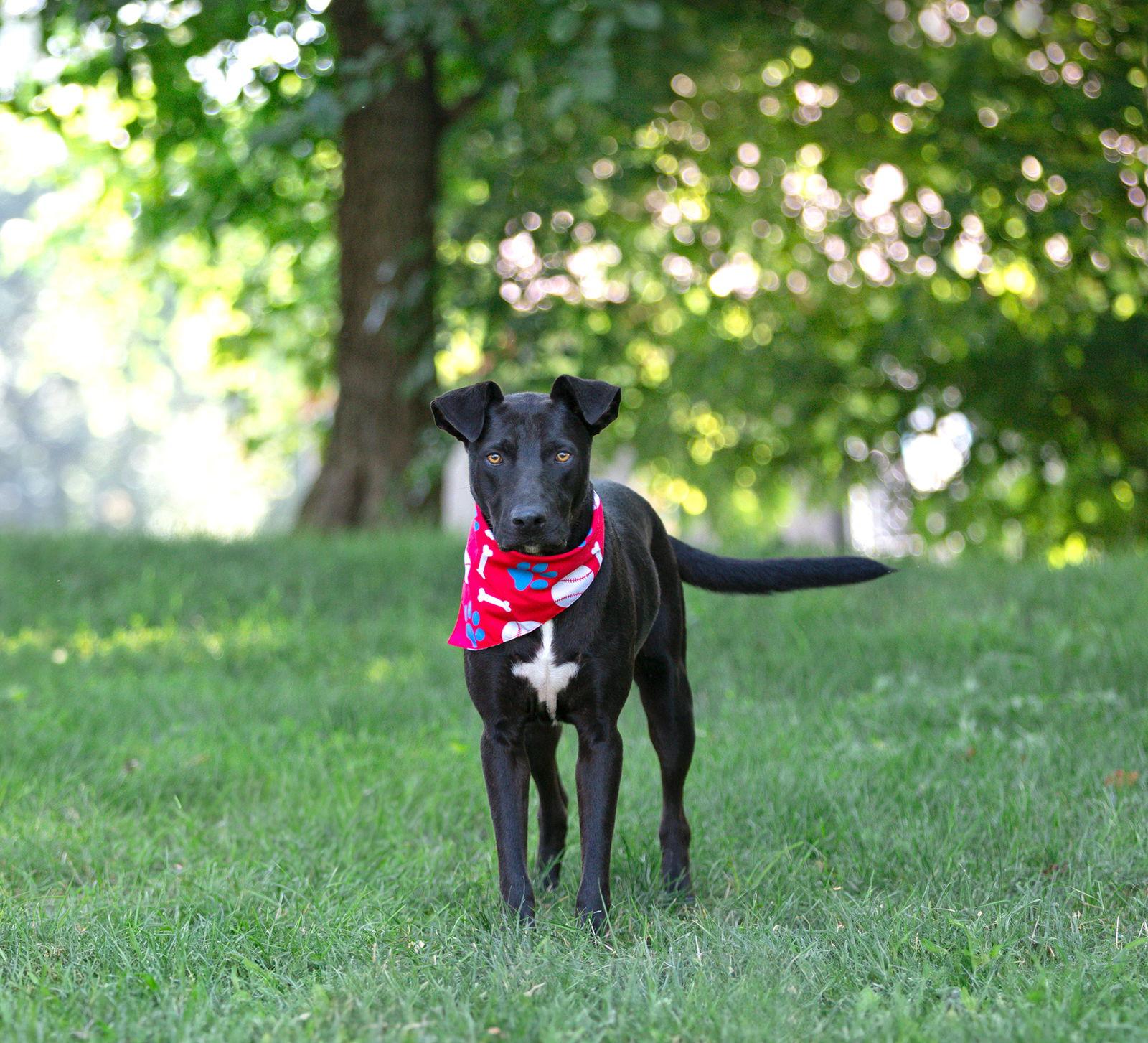Enlarge Pepper, a Adoptable Labrador Retriever in Coatesville, PA image 1/3