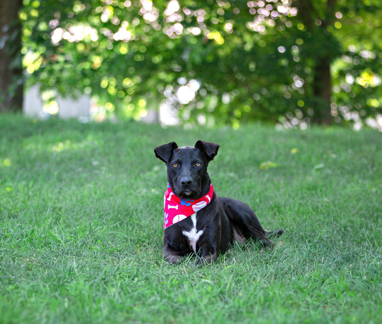 Enlarge Pepper, a Adoptable Labrador Retriever in Coatesville, PA image 3/3