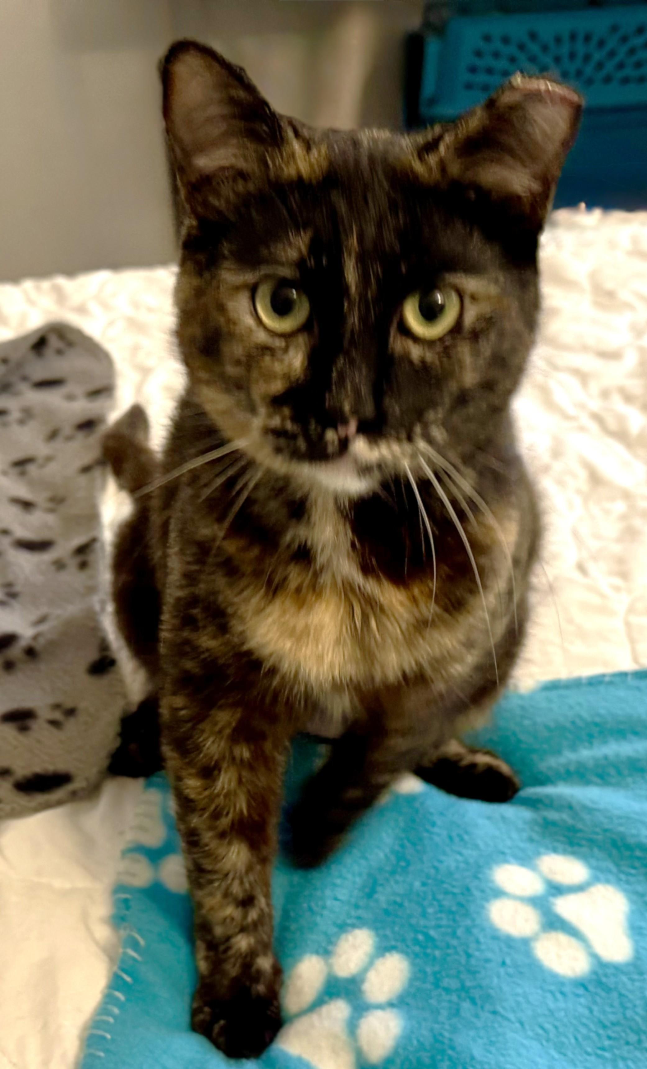 Enlarge Butterscotch, an adopted Torbie in Chico, CA image 5/5