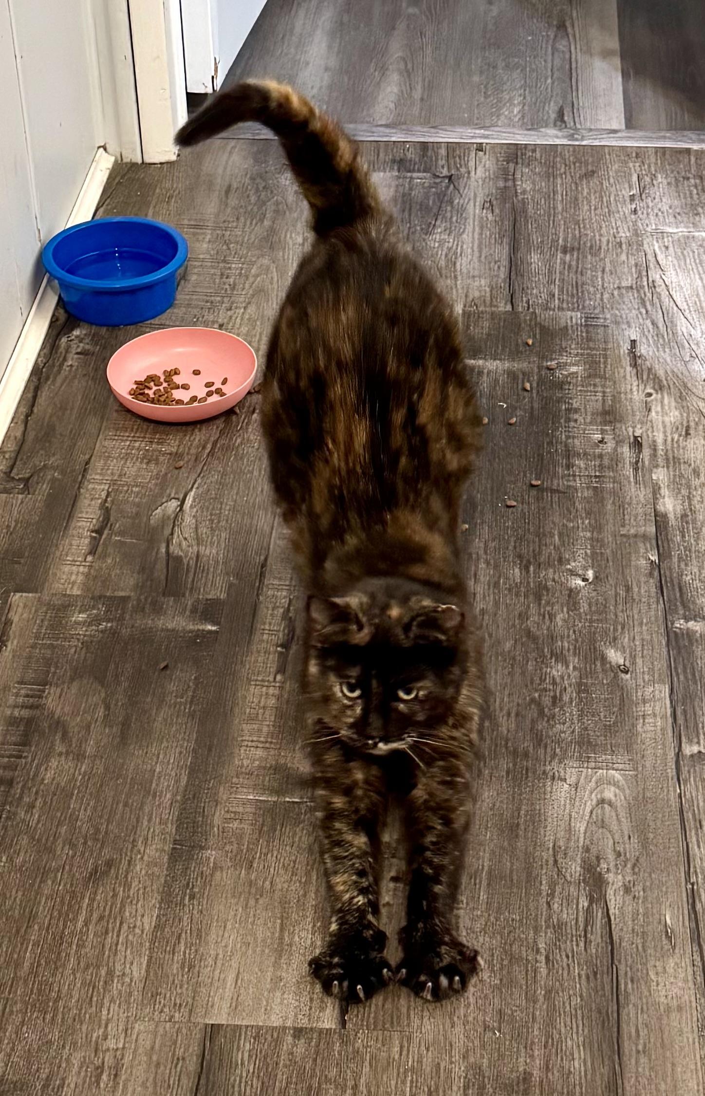 Enlarge Butterscotch, an adopted Torbie in Chico, CA image 2/5