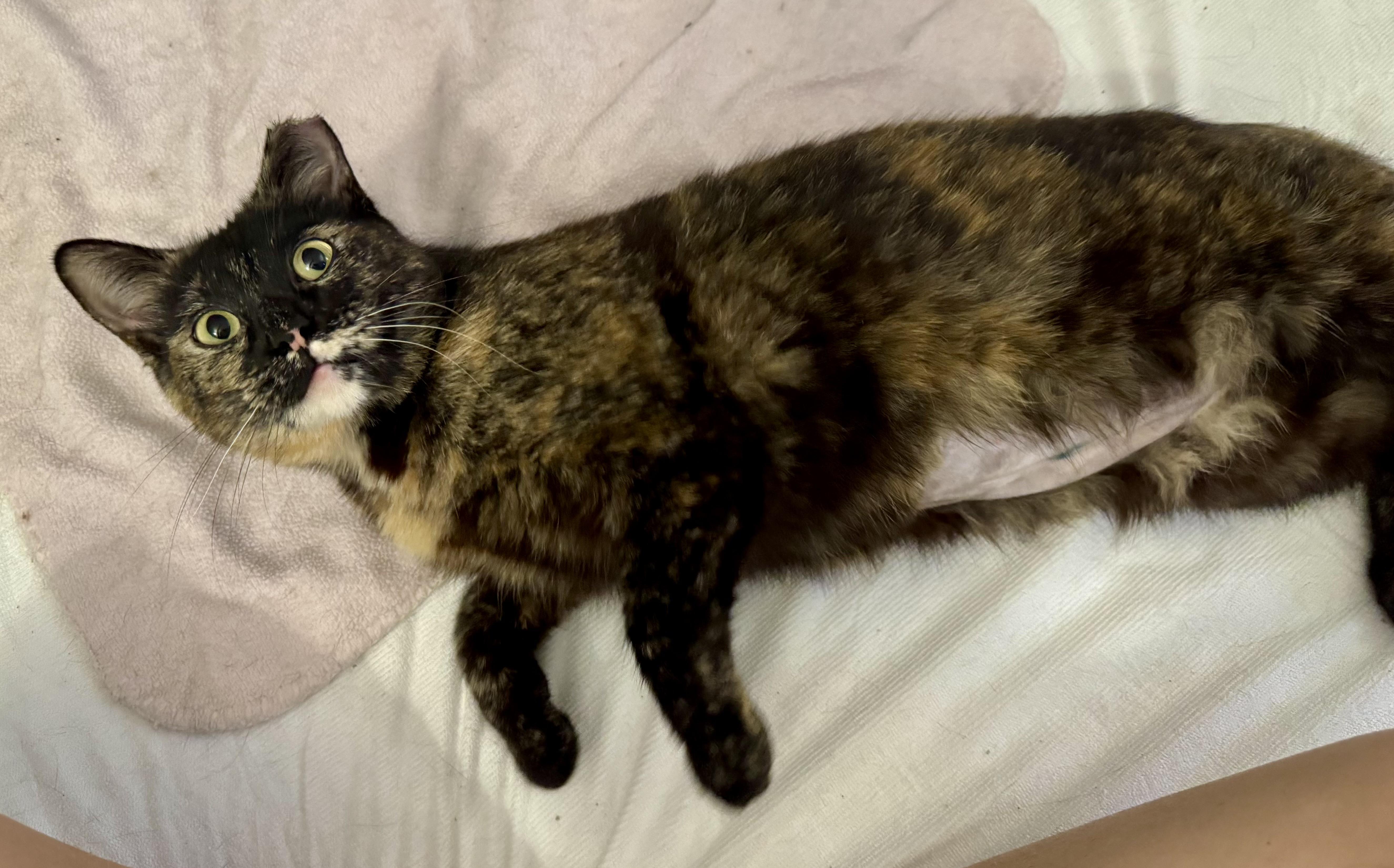 Enlarge Butterscotch, an adopted Torbie in Chico, CA image 4/5