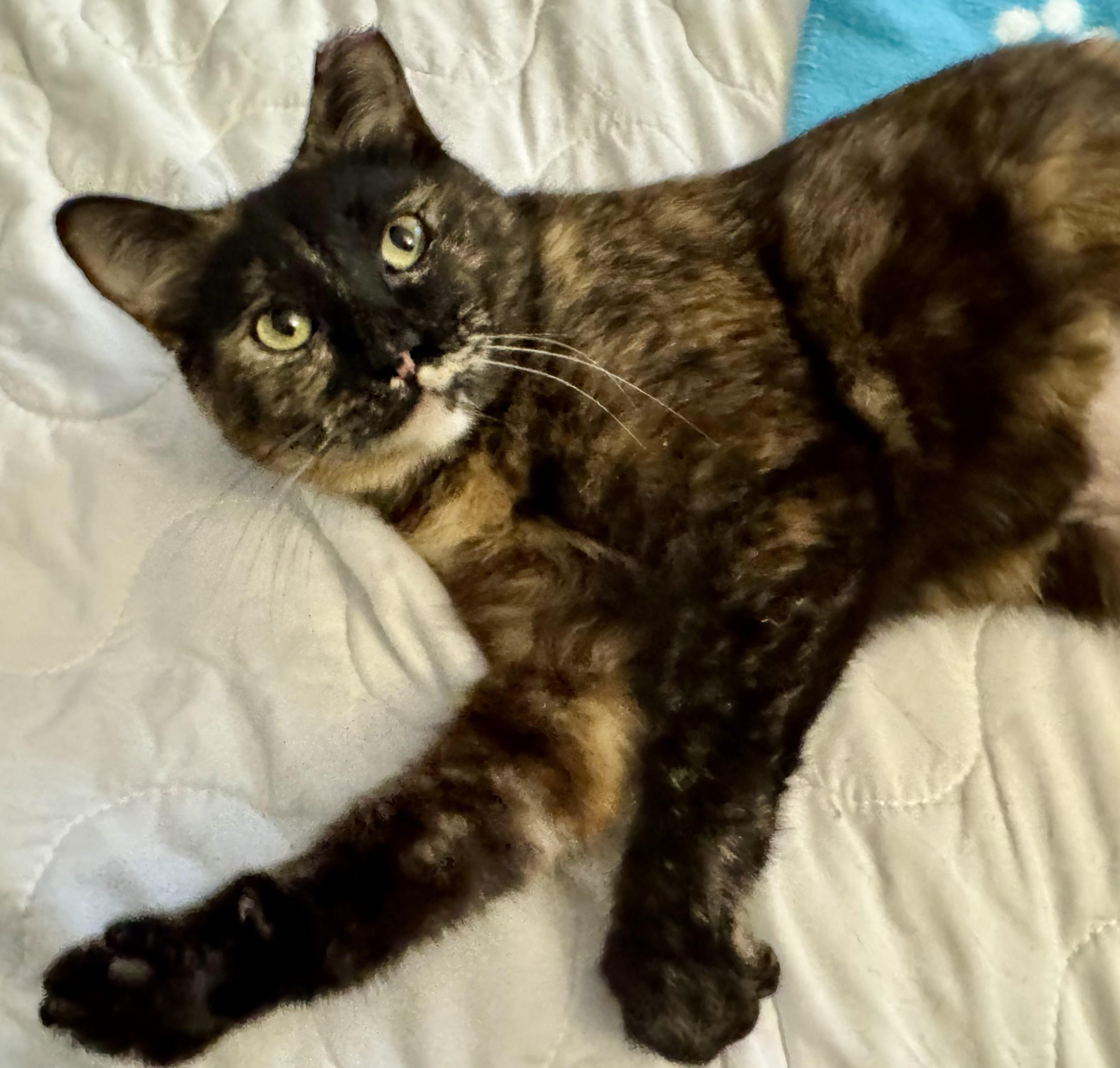 Enlarge Butterscotch, an adopted Torbie in Chico, CA image 1/5