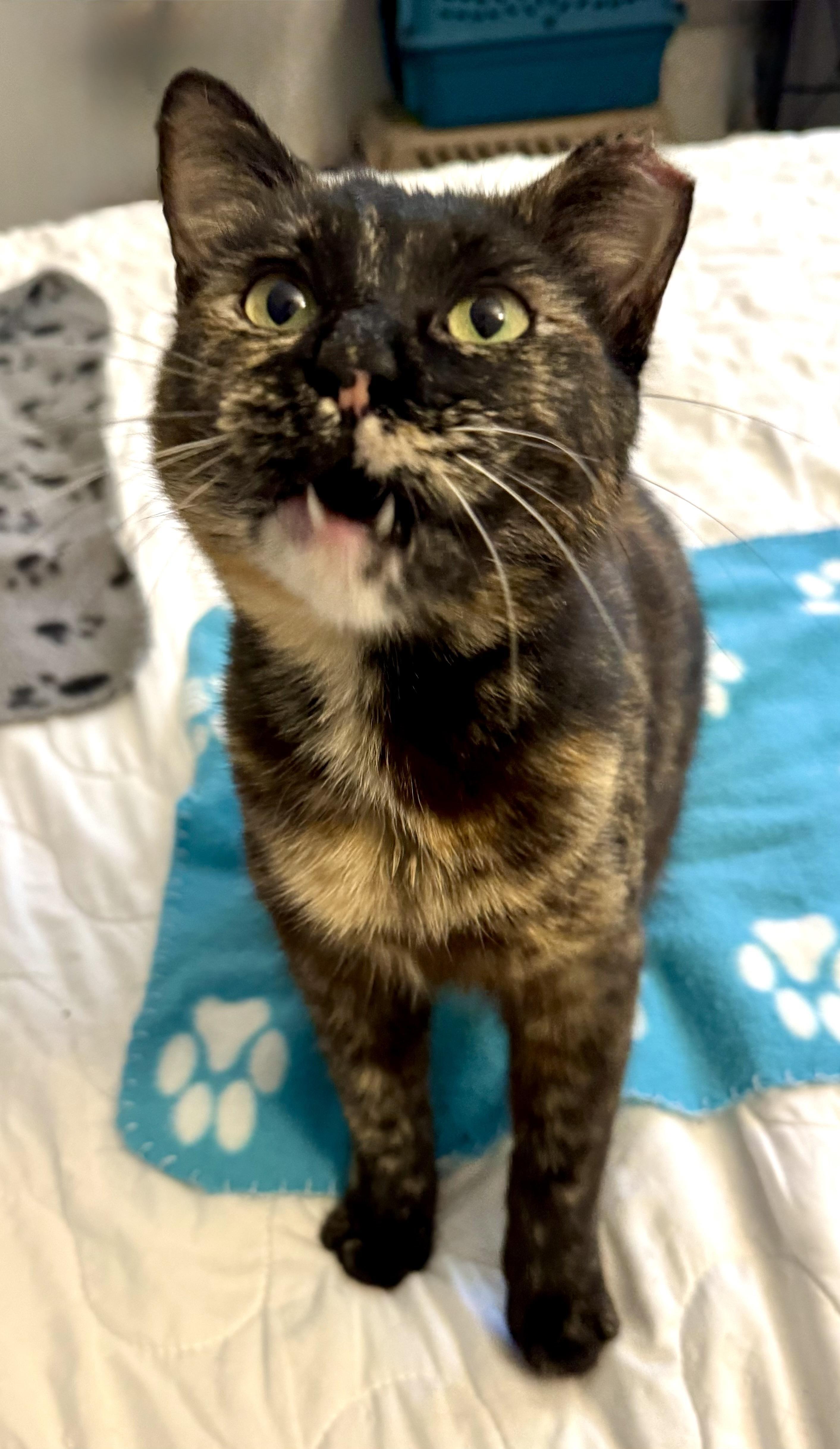 Enlarge Butterscotch, an adopted Torbie in Chico, CA image 3/5