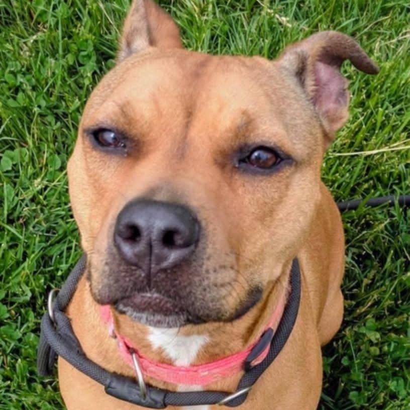 Sheba, Adoptable, Adult Female Mixed Breed.