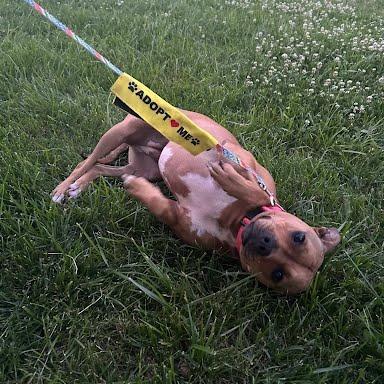 Enlarge Sheba, a Adoptable Mixed Breed in Jeffersonville, IN image 2/3