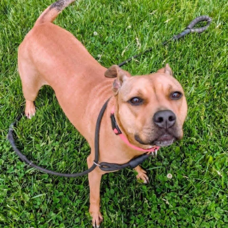 Enlarge Sheba, a Adoptable Mixed Breed in Jeffersonville, IN image 3/3