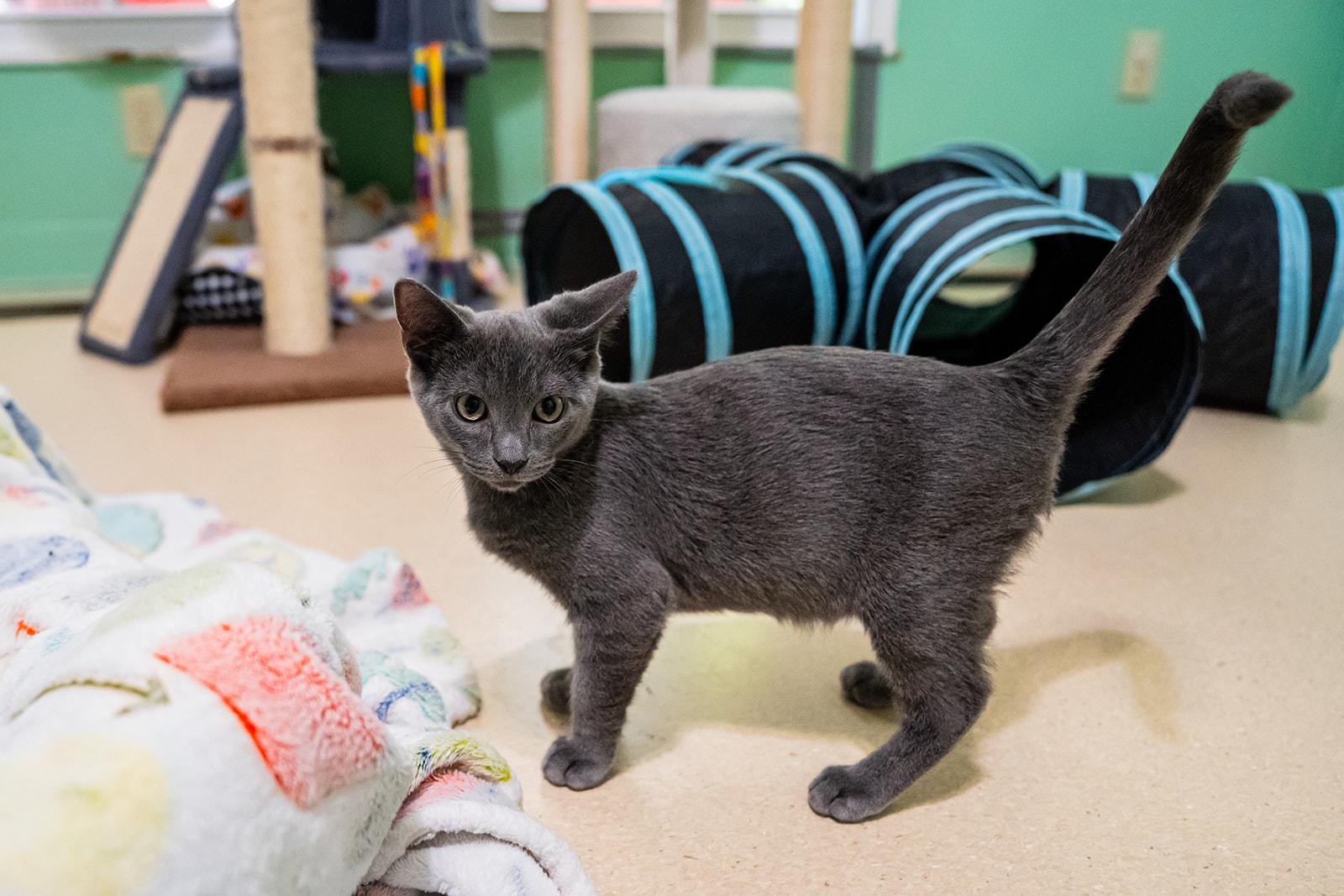 Enlarge Spring, a ADOPTABLE Domestic Short Hair in Dellslow, WV image 3/5