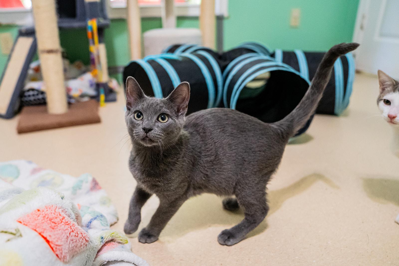 Enlarge Spring, a ADOPTABLE Domestic Short Hair in Dellslow, WV image 4/5