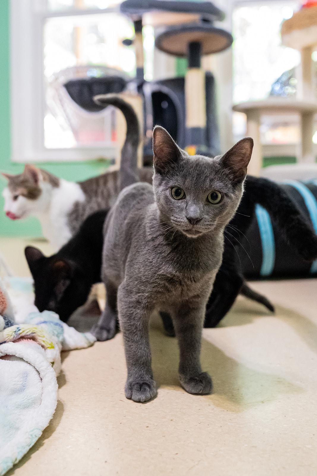 Enlarge Spring, a ADOPTABLE Domestic Short Hair in Dellslow, WV image 5/5