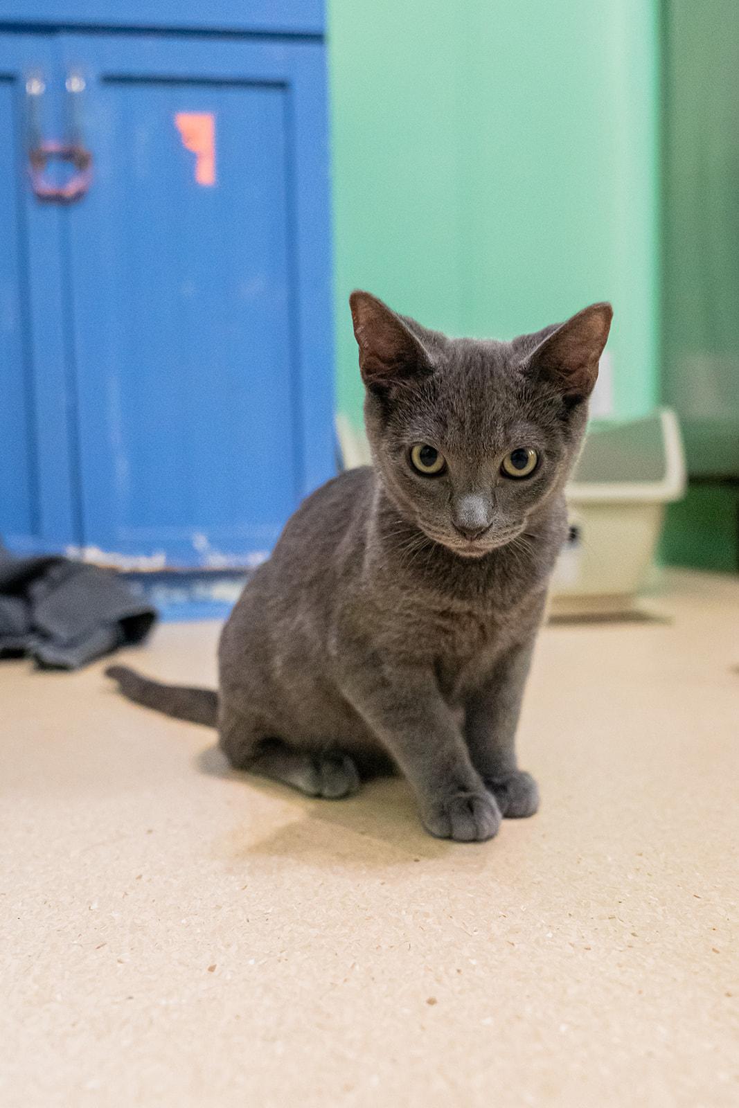 Enlarge Spring, a ADOPTABLE Domestic Short Hair in Dellslow, WV image 1/5