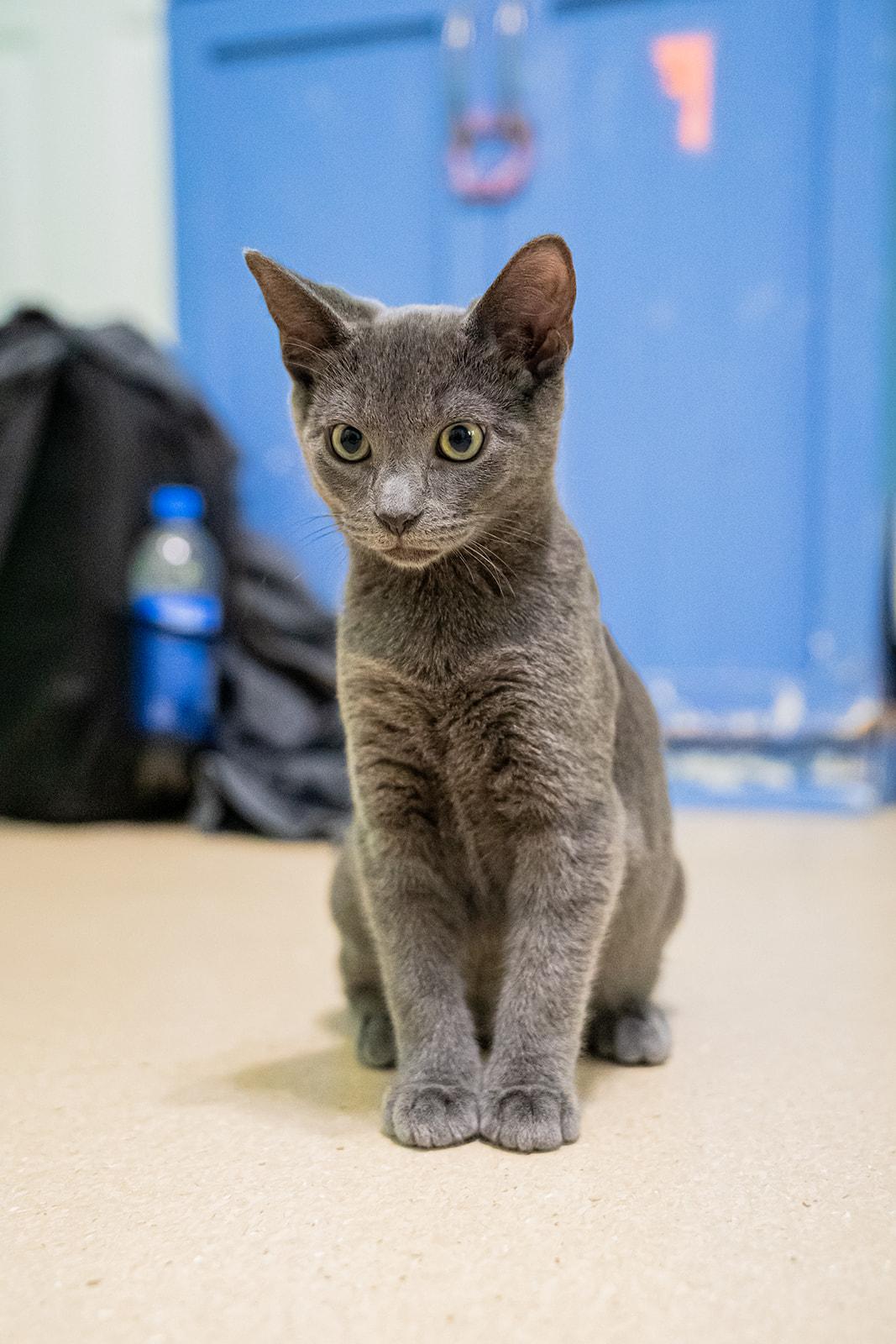 Enlarge Spring, a ADOPTABLE Domestic Short Hair in Dellslow, WV image 2/5