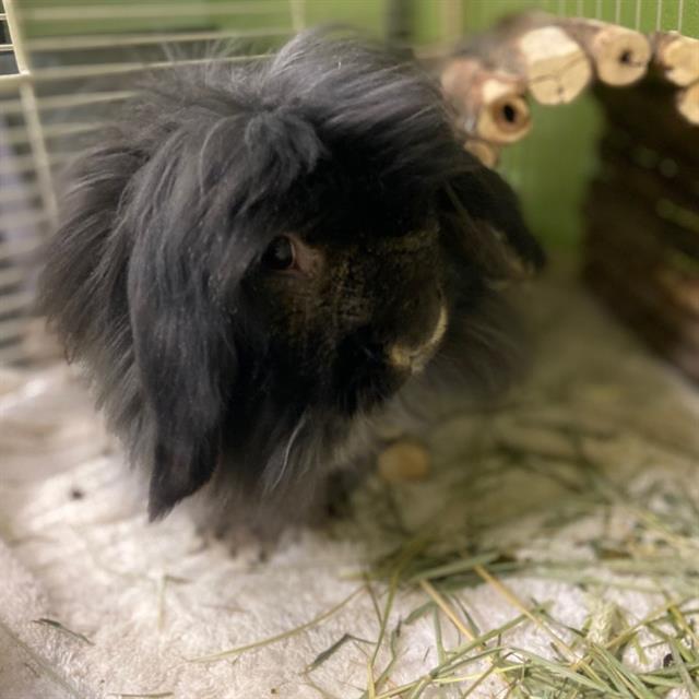 ONYX, Adoptable, Adult Male Lionhead.