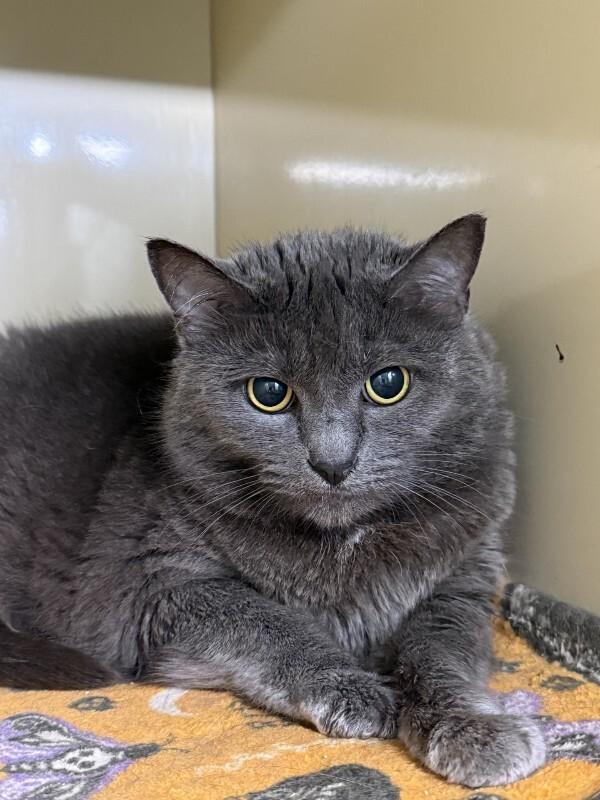 Big Edie (fka Kitty), Adoptable, Adult Female Domestic Short Hair.