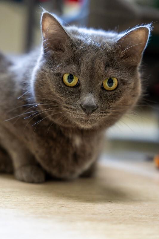 Enlarge Big Edie (fka Kitty), a Adoptable Domestic Short Hair in Arlington, WA image 2/3