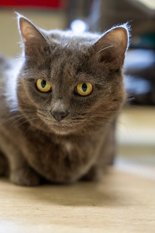 Enlarge Big Edie (fka Kitty), a Adoptable Domestic Short Hair in Arlington, WA image 3/3