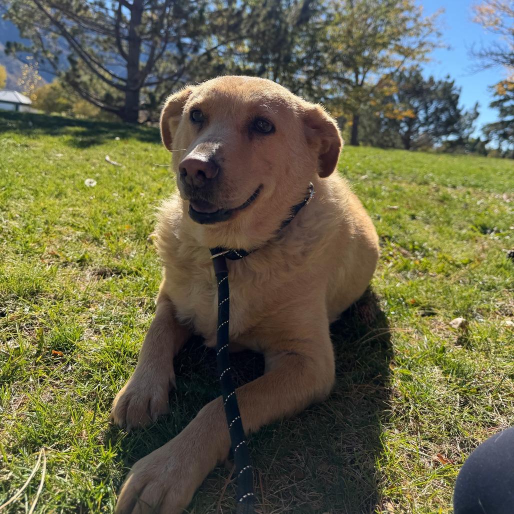 Peach Cobbler, Adoptable, Adult Female Yellow Labrador Retriever.