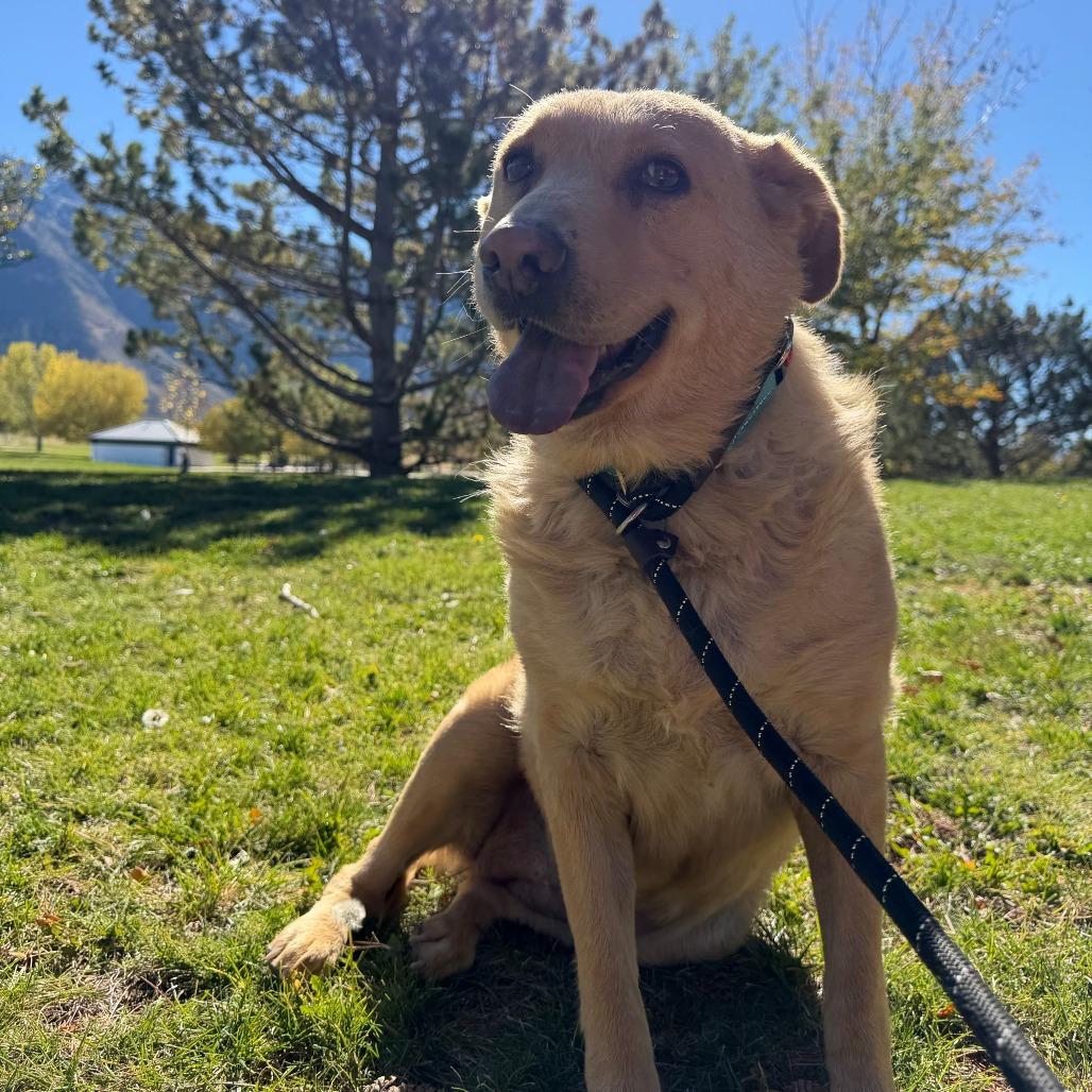 Enlarge Peach Cobbler, a Adoptable Yellow Labrador Retriever in Salt Lake City, UT image 2/6