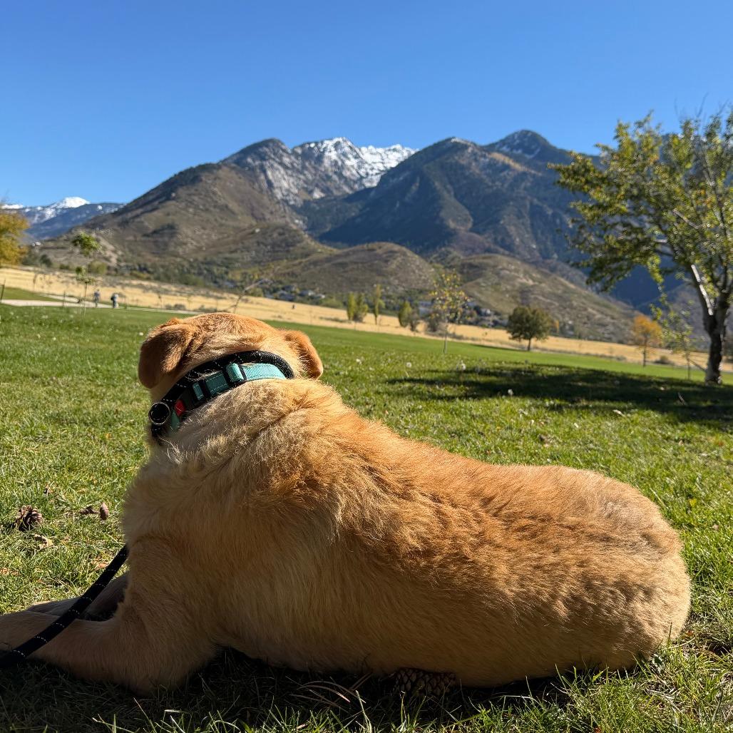 Enlarge Peach Cobbler, a Adoptable Yellow Labrador Retriever in Salt Lake City, UT image 3/6