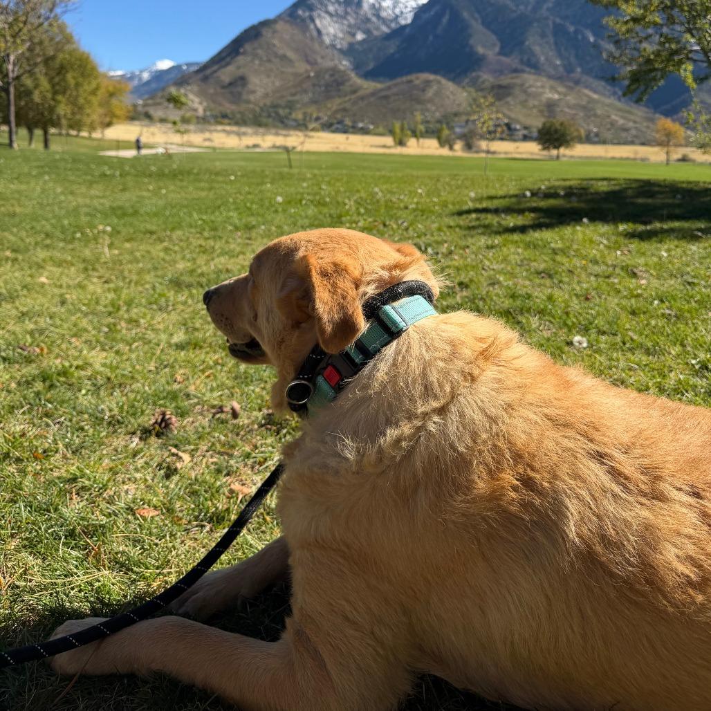 Enlarge Peach Cobbler, a Adoptable Yellow Labrador Retriever in Salt Lake City, UT image 4/6