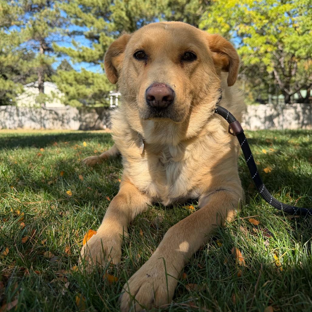 Enlarge Peach Cobbler, a Adoptable Yellow Labrador Retriever in Salt Lake City, UT image 5/6