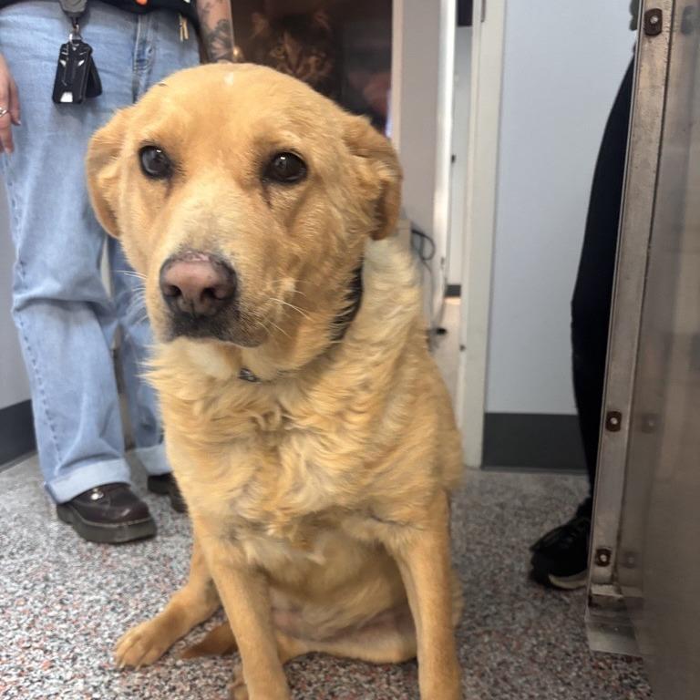 Enlarge Peach Cobbler, a Adoptable Yellow Labrador Retriever in Salt Lake City, UT image 6/6