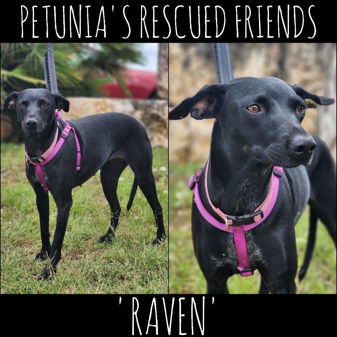 Raven  1
